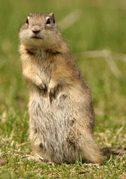 Belding+ground+squirrel.jpg