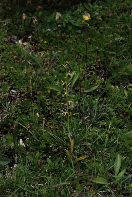 Ophrysinsectiferab1Weiensteinalm200.jpg
