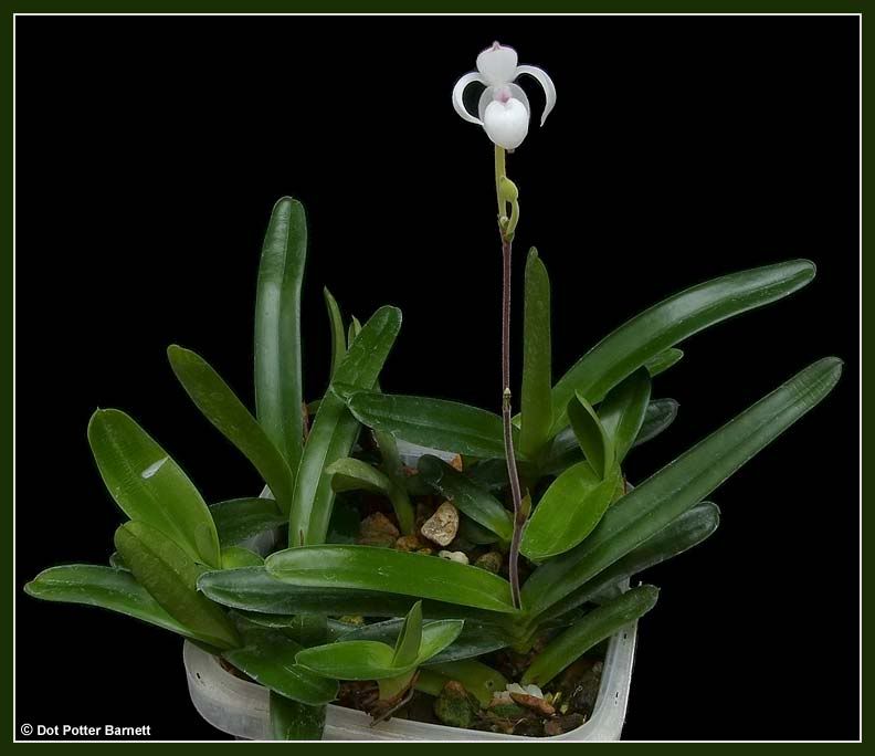 Mex_xerophyticum-plant-2011.jpg