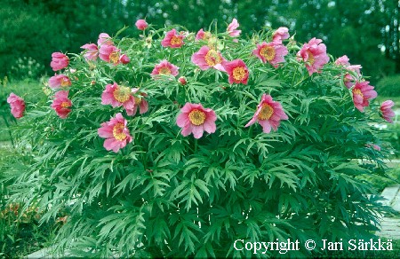 Paeonia%20anomala%20-%20kuolanpioni.jpg