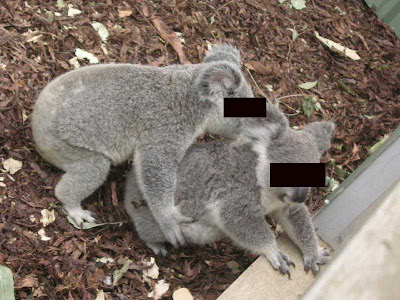 koala+porn+stuff.jpg