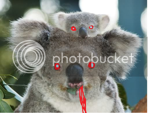 EvilKoala_zpsa1fc780f.png