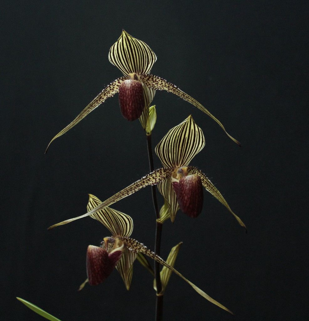 Paph%20roth%20GVxDF1_zpsy8tabzmq.jpg