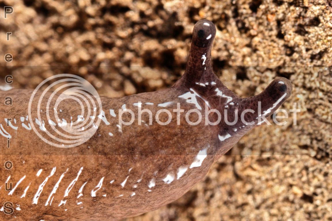 Slug_9664-sm.jpg