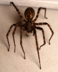 Hausspinne-1t.jpg