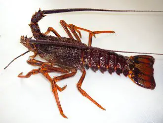 southern-rock-lobster-1-jasus-edwardsii.jpg