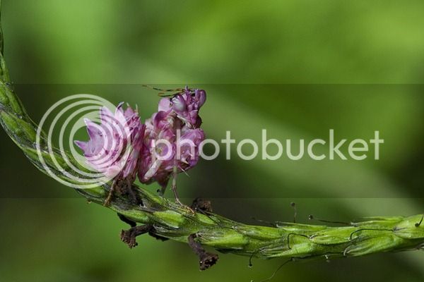 PinkPrayingMantis02_thumb3_zpse96ebf18.jpg