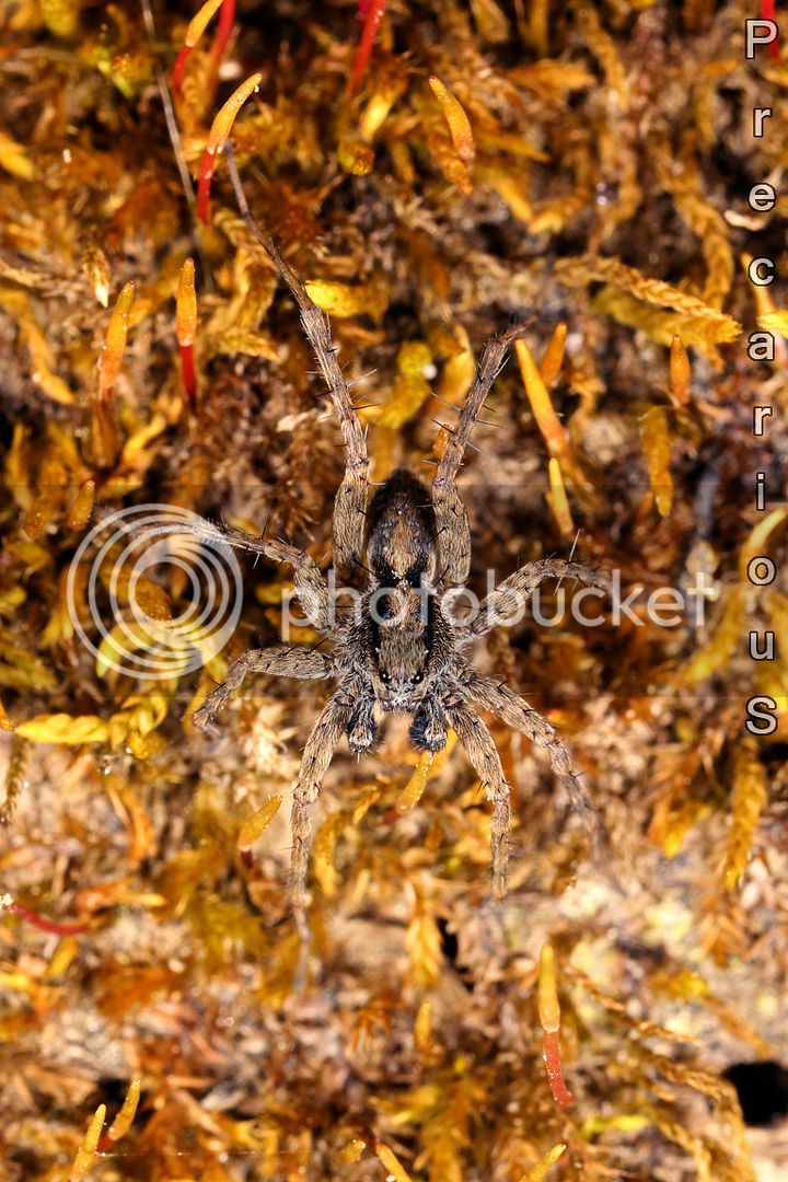 Spider_9678-sm.jpg