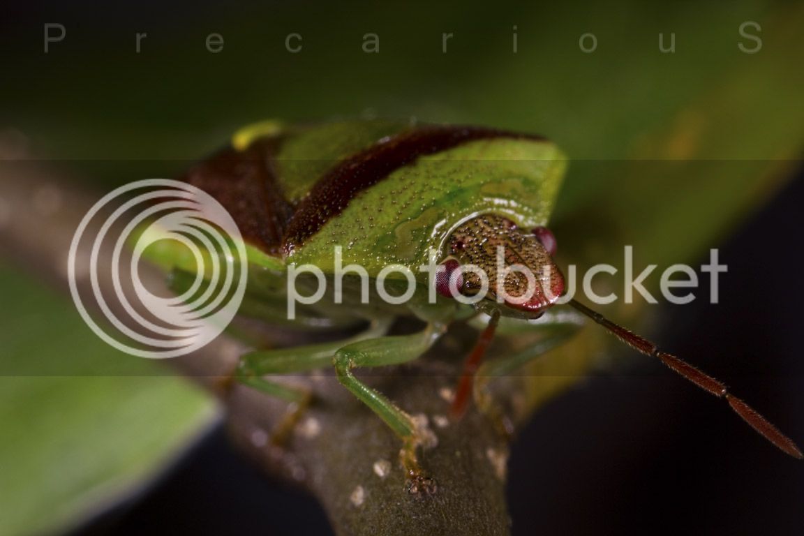 StinkBug_0001-sm.jpg