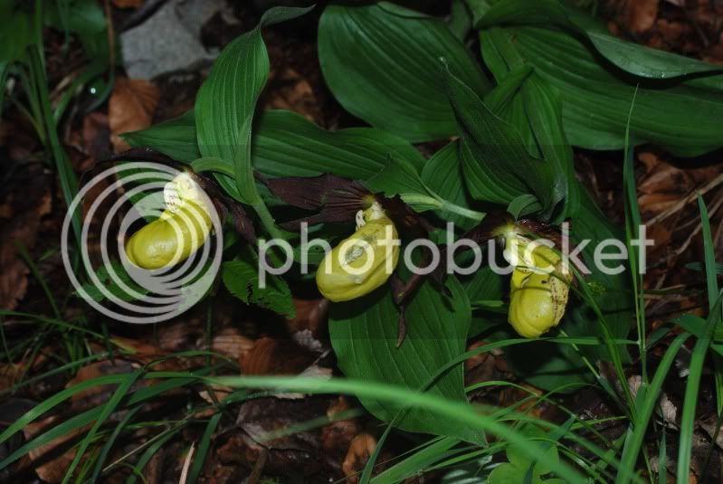 Cypripediumcalceolusa12009-05-29-Mh.jpg