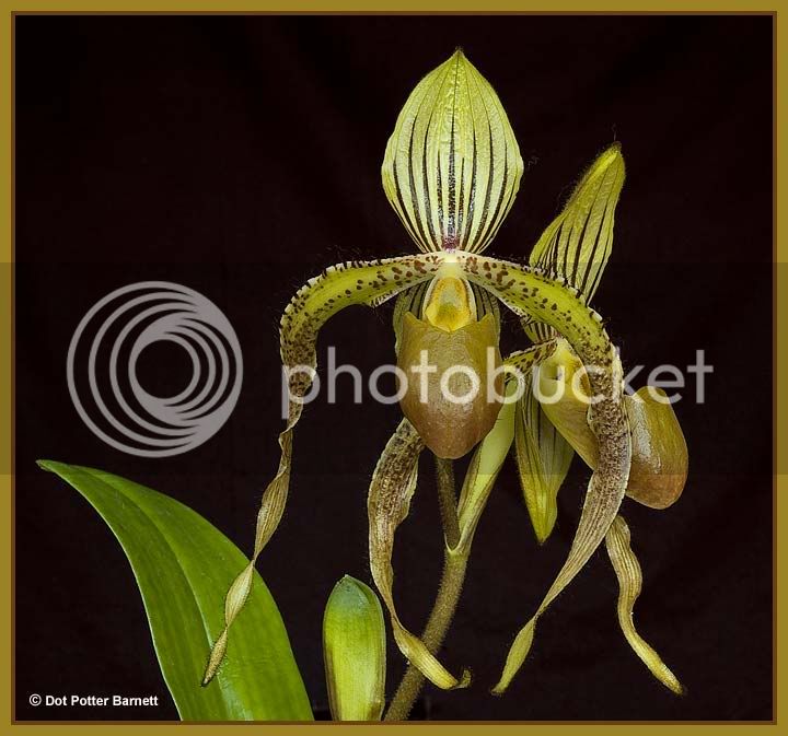 Paph_MeanBob.jpg