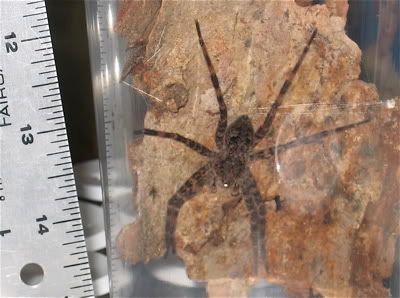 Dolomedes.jpg