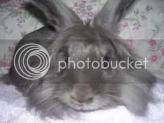 Bunnypictures-Leanne016.jpg