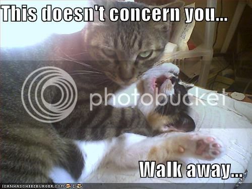 funny-pictures-cat-strangles-cat.jpg