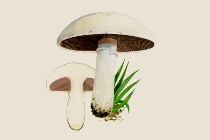 Field mushroom (Agaricus campestris)