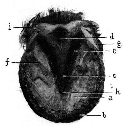 Fig-21-Inferior-Aspect-Of-Hoof.jpg