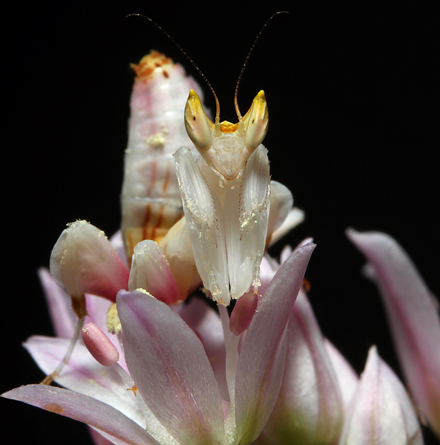 Orchid-Mantis-Nymph.jpg