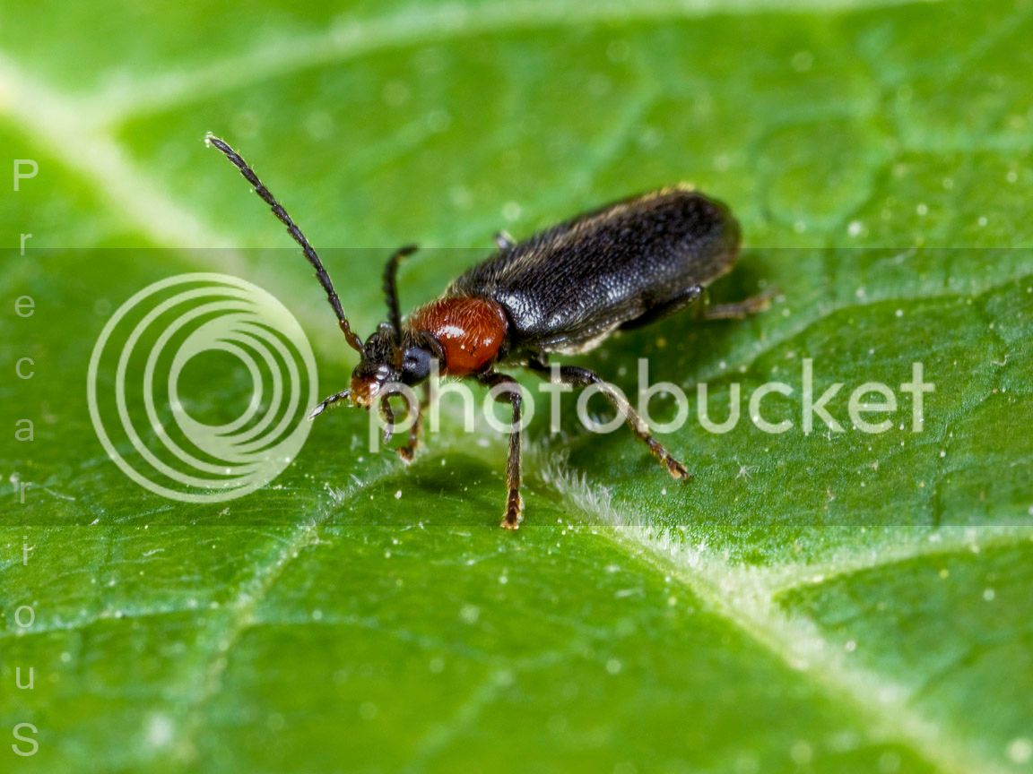 Beetle_1811-sm.jpg