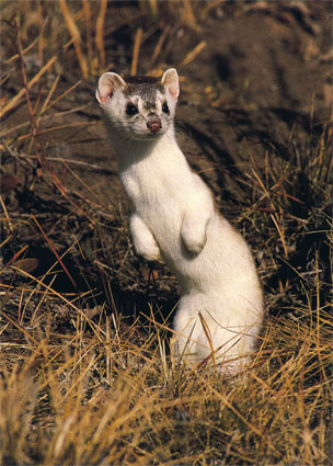 regularweasel.jpg