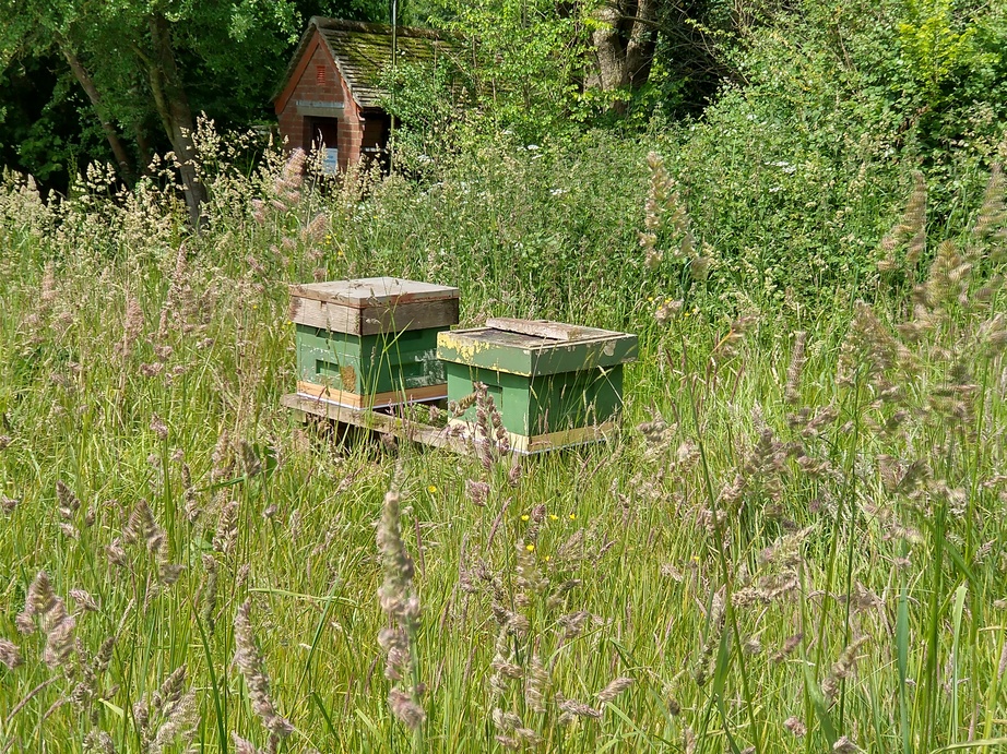 out-apiary-2-01.jpg