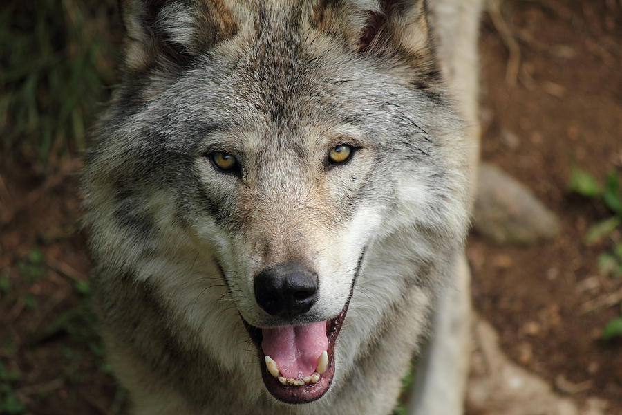 timber-wolfs-smile-deanna-wright.jpg