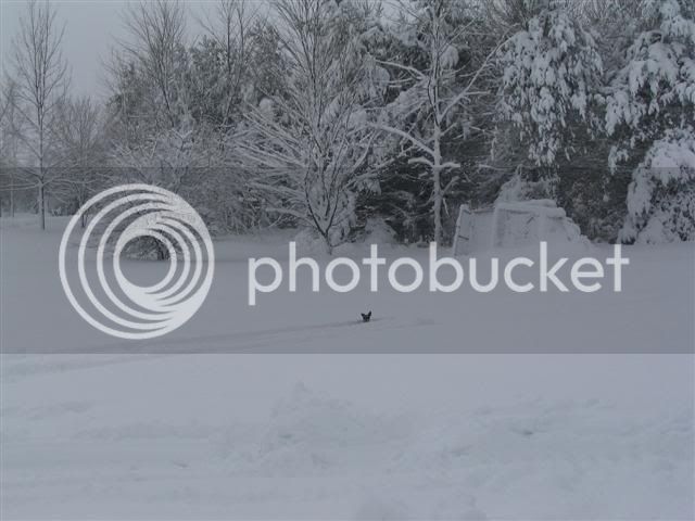 Snow1-1-08004Small.jpg