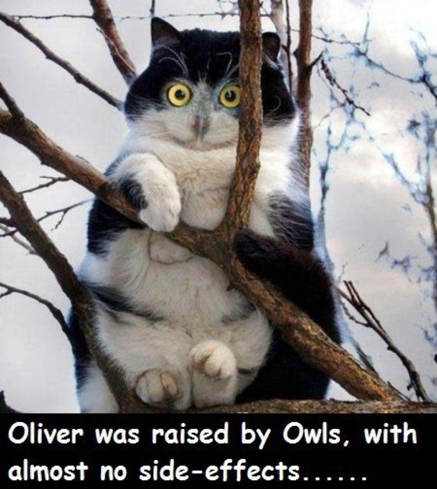 Owl+Cat.jpg