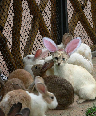 imposter+bunny.jpg