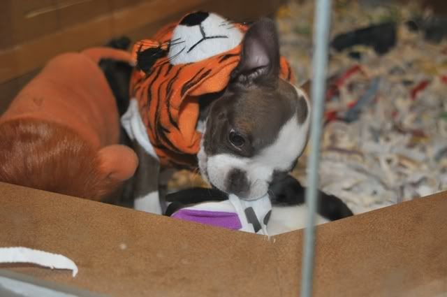 halloweenpuppies3.jpg