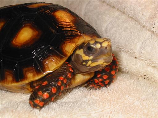 Pic%2017%20-%20Red-foot%20Tortoise%20-%20Chris%20H%20%28Shrunk%29.jpg