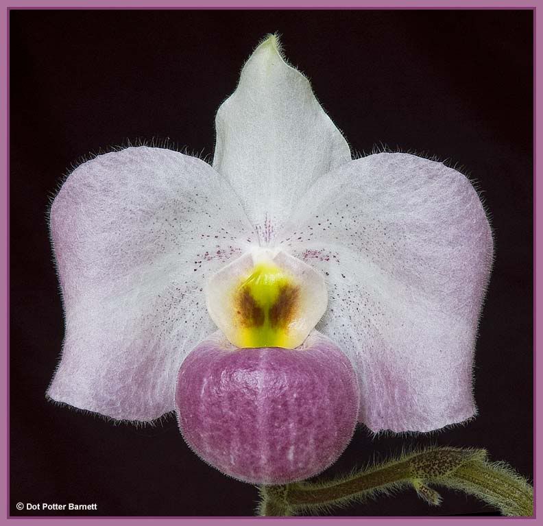 Paph_HCM2-09.jpg