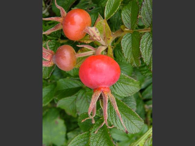 rosa_rugosa_japanese_rose_hip_29-08-04.jpg