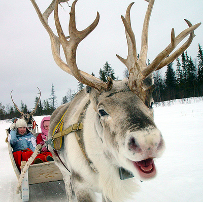 reindeer_enjoy_their_work_3.jpg