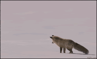 Fox_snow_huntingpounce.gif