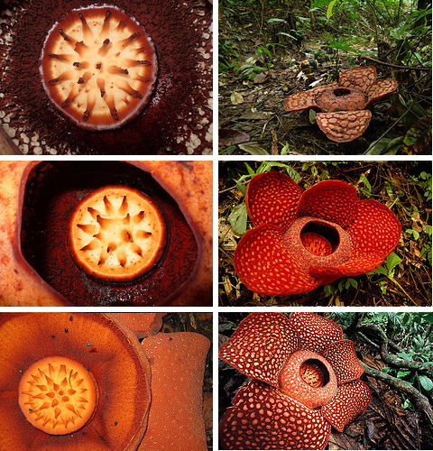 rafflesia-arnoldii-largest-flower.jpg