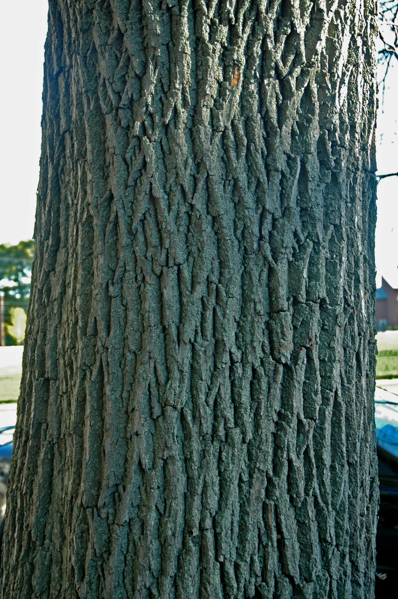 norway_maple_16_bark.jpg