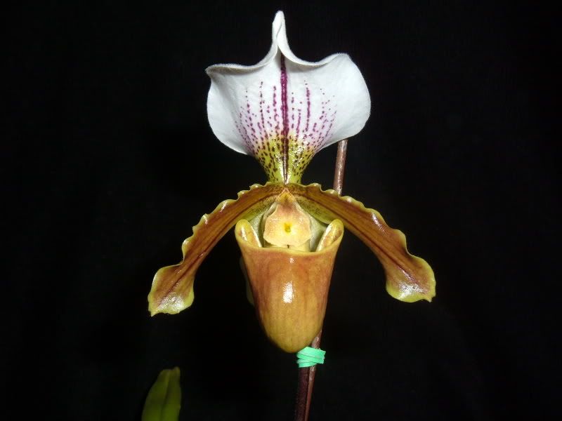 orchids07007.jpg