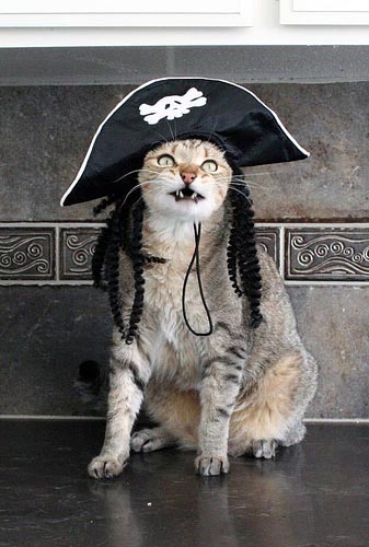 pirate-cat.jpg