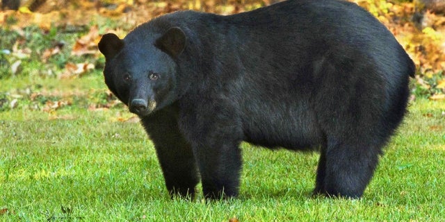 louisiana-black-bear.jpg