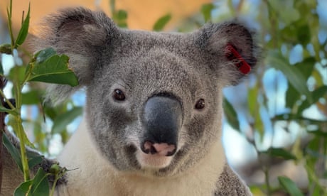 Jagger, the first koala bred in the Living Koala Genome Bank pilot project