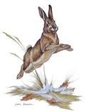 cotten-rabbit-jump-high-fl.jpg