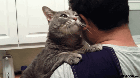 cat-hug.gif