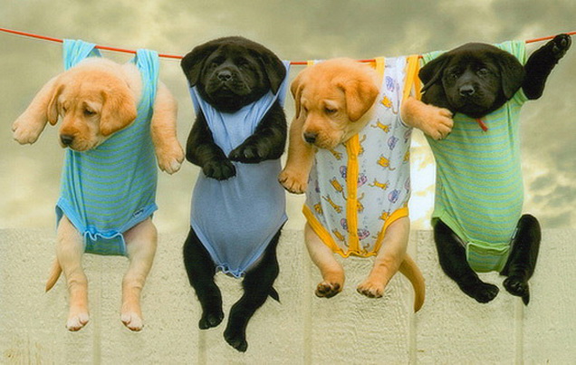 puppies-hangin.jpg