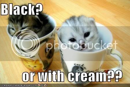 funny-pictures-kittens-coffee-cups.jpg