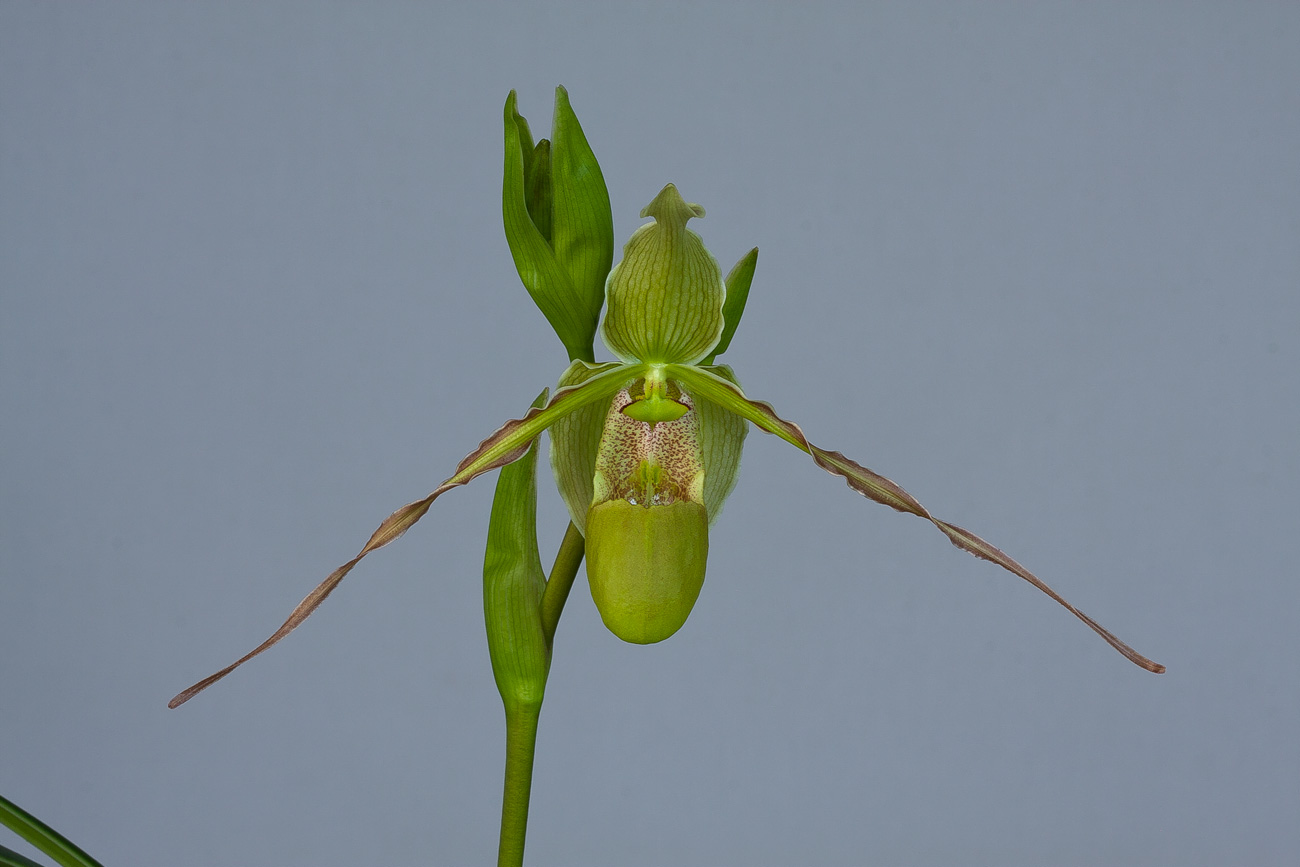 longifolium1.jpg