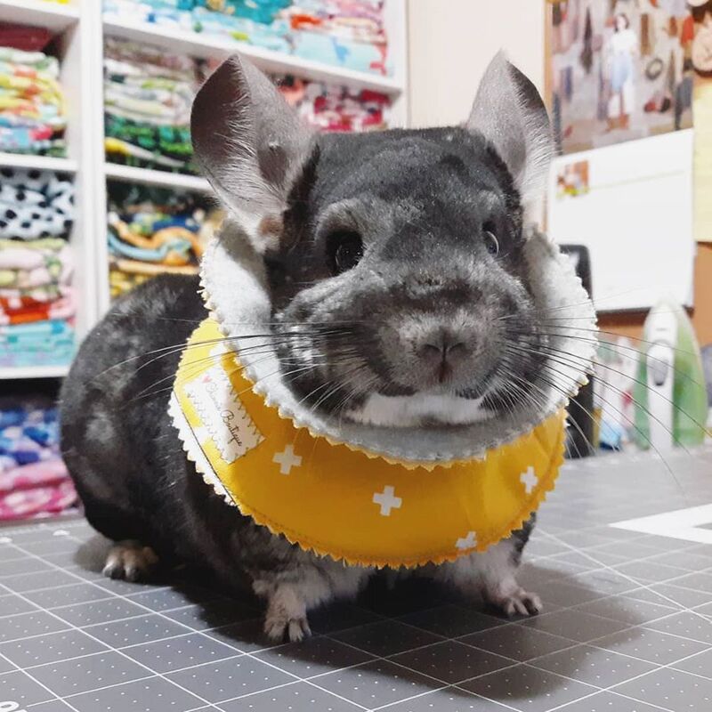 letslovechinchillas.weebly.com