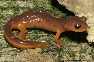 Ensatina_eschscholtzii,I_TPN3372.jpg