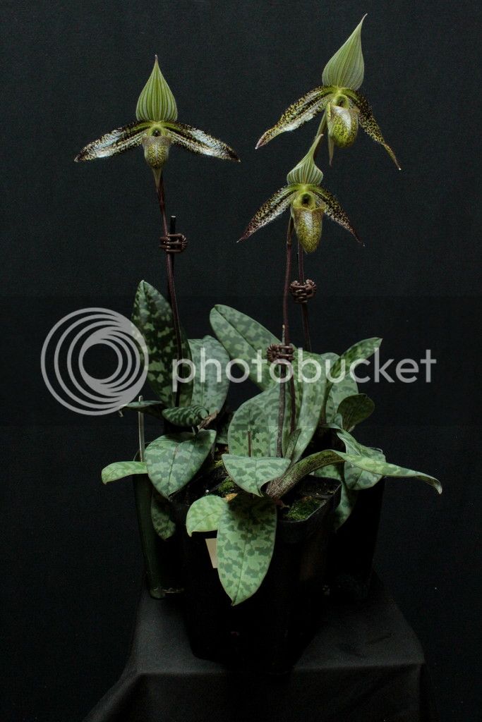 Paph%20wardii%20grp2_zpskj9abck0.jpg