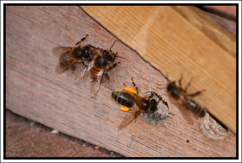 bees-oct-2009.jpg