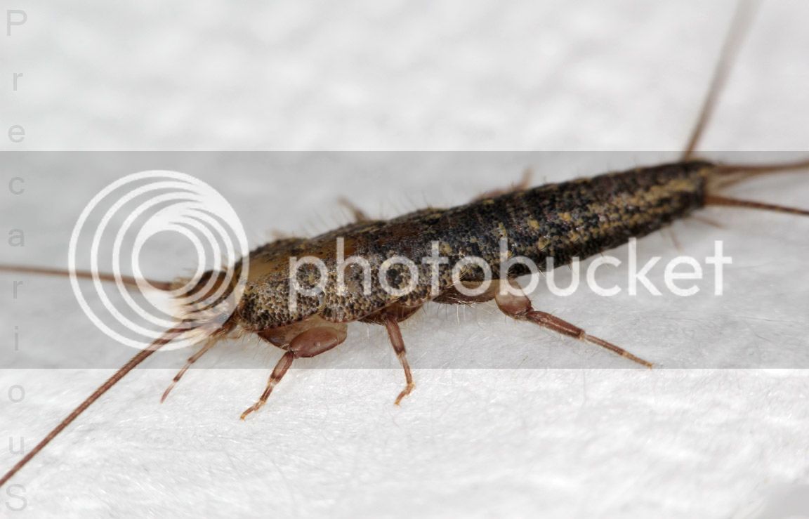 Silverfish_1928-sm.jpg